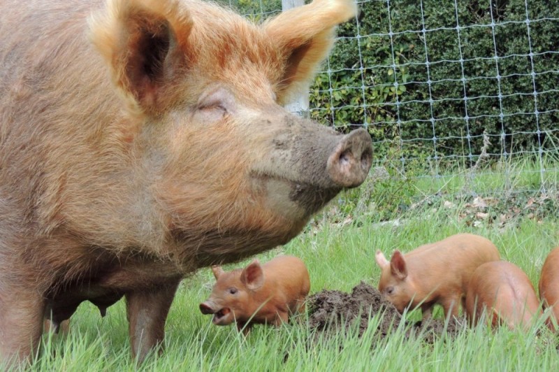 Create meme: Duroc breed of pigs, duroc breed of pigs characteristics, pig breeds