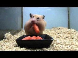 Create meme: rabbit and carrot, hamster to push nevpihuemoe, hamster