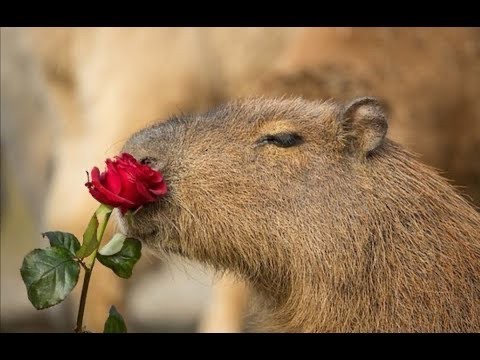 Create meme: the capybara , rodent capybara, el capybara
