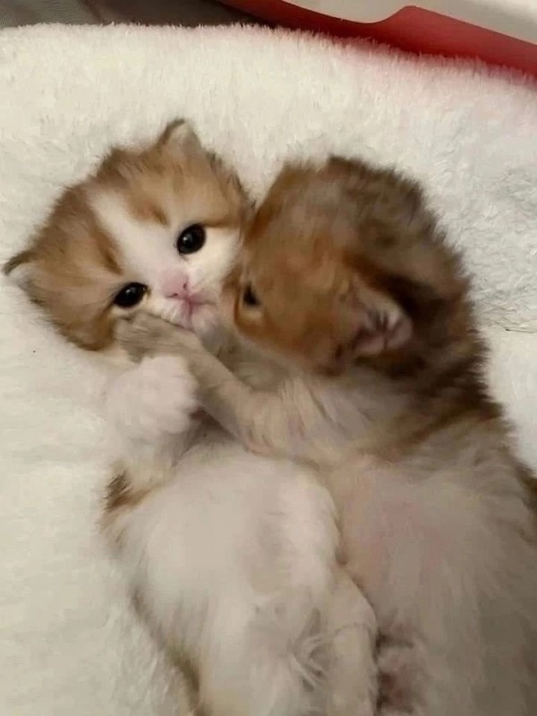 Create meme: kittens and puppies are cute and fluffy, kittens are cute, cute cats 
