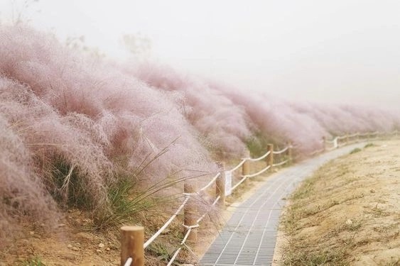 Создать мем: природа, розовая мюленбергия в корее, размытое изображение