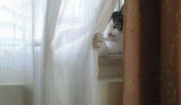 Create meme: The cat on the curtain, Behind the curtains, Someone is peeping at the blinds