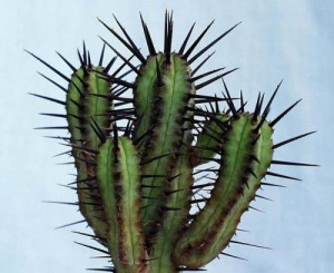 Create meme: plant, Prickly cactus