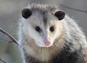 Create meme: Bolshoi possum, North possum, possum animal photo