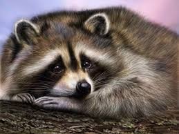 Create meme: enotik, raccoon, sad raccoon