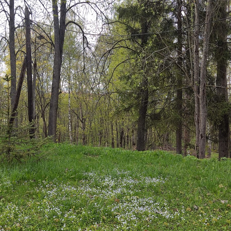 Create meme: spring flowers in the forest, dubki sestroretsk park in spring, spring forest