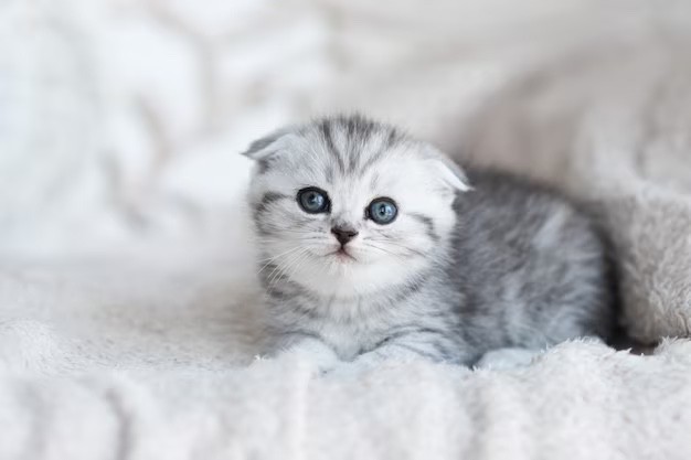 Create meme: lop - eared scottish kitten, Scottish fold , lop - eared cat blue - eyed gray