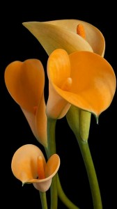 Create meme: calla, the flowers are beautiful, Calla lilies