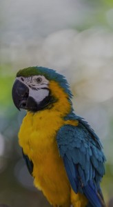 Создать мем: бразильские попугаи ара, голубой попугай ара, арара попугай