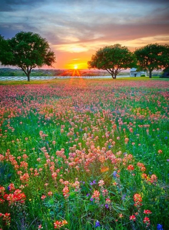 Create meme: wild flowers , nature meadow, flower field