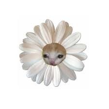 Create meme: daisy flower daisies, daisy daisy, animals cute