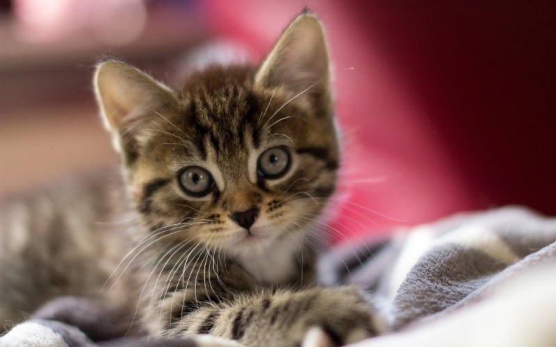 Create meme: cute cats , beautiful kitten, kitties 