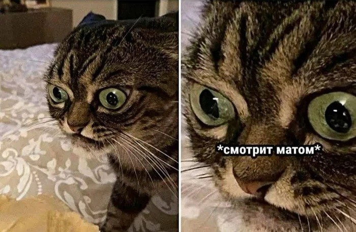 Создать мем: смотрит матом, мемы с матом, кот недовольный