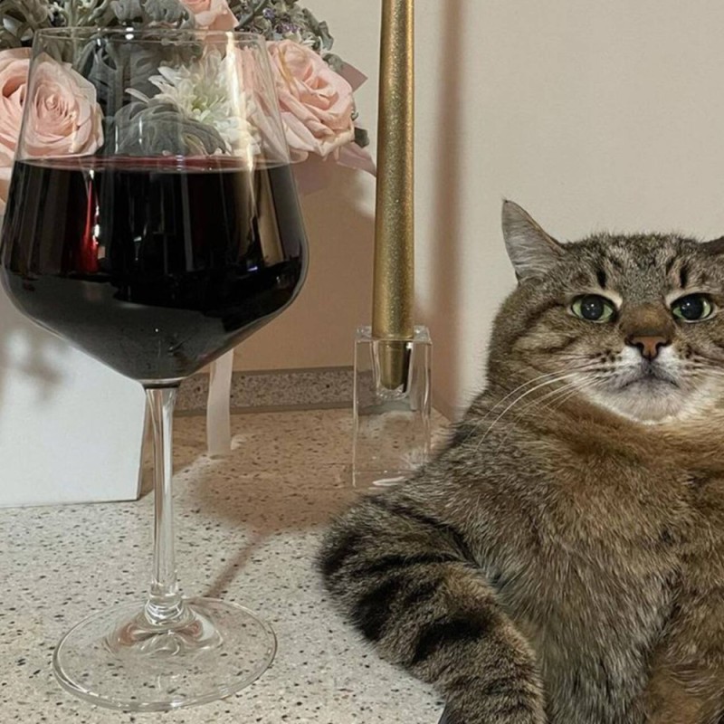 Создать мем: кот степан, коты, с бокалом вина