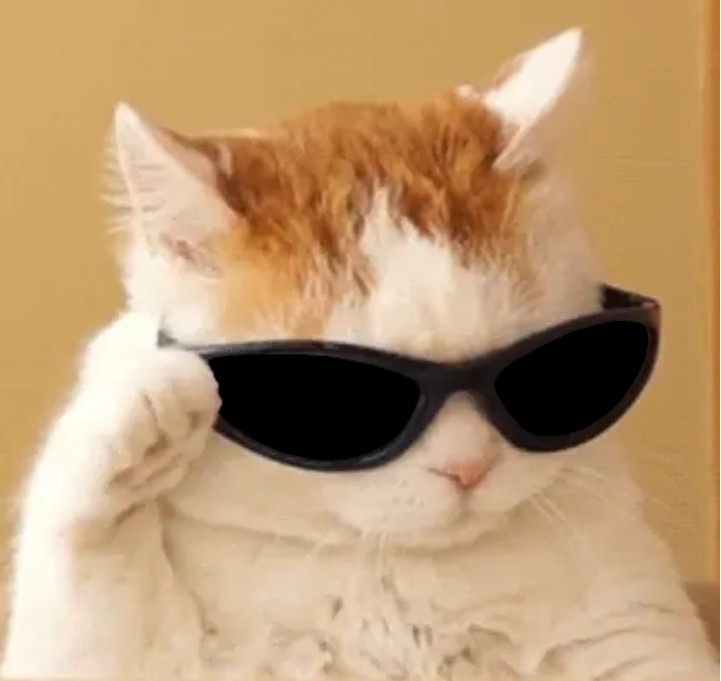 Создать мем: кот с очками мем, кот кот, кот мем без фона