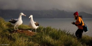 Create meme: birds, Albatross habitat, wandering Albatross