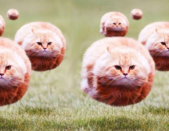Create meme: flying cats, flying round cat, funny cats 