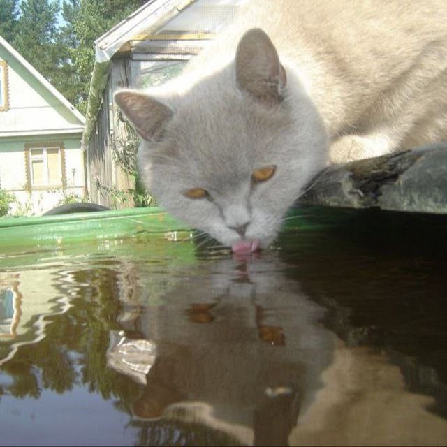 Создать мем: кошка весна, кошечка, котики