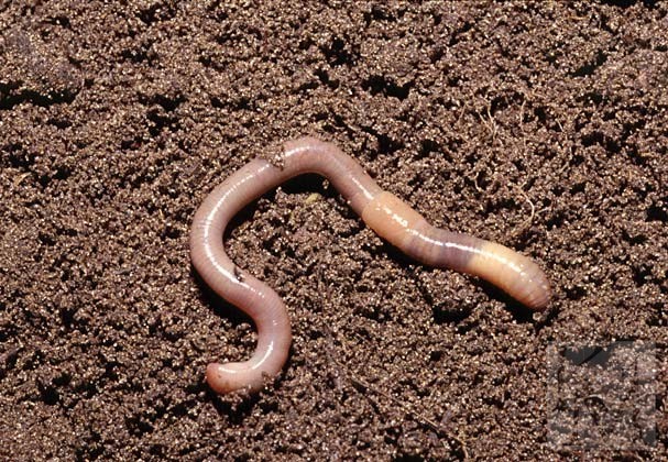 Create meme: earthworm , earthworms, worms 