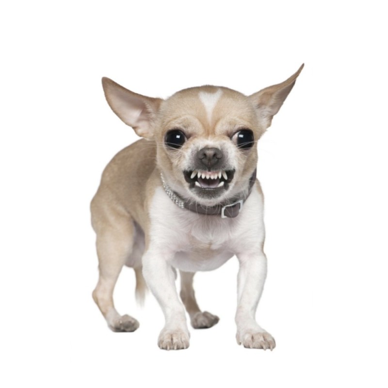 Создать мем: собака чихуахуа, стрижка чихуахуа короткошерстных, злобная чихуахуа