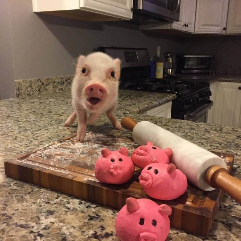 Create meme: piggy piggy, mini pig, piggy mini pig