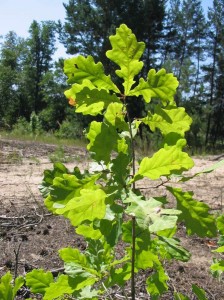 Создать мем: дуб черешчатый ветка, дуб черешчатый quercus robur, ветка дуб черешчатый (quercus robur)