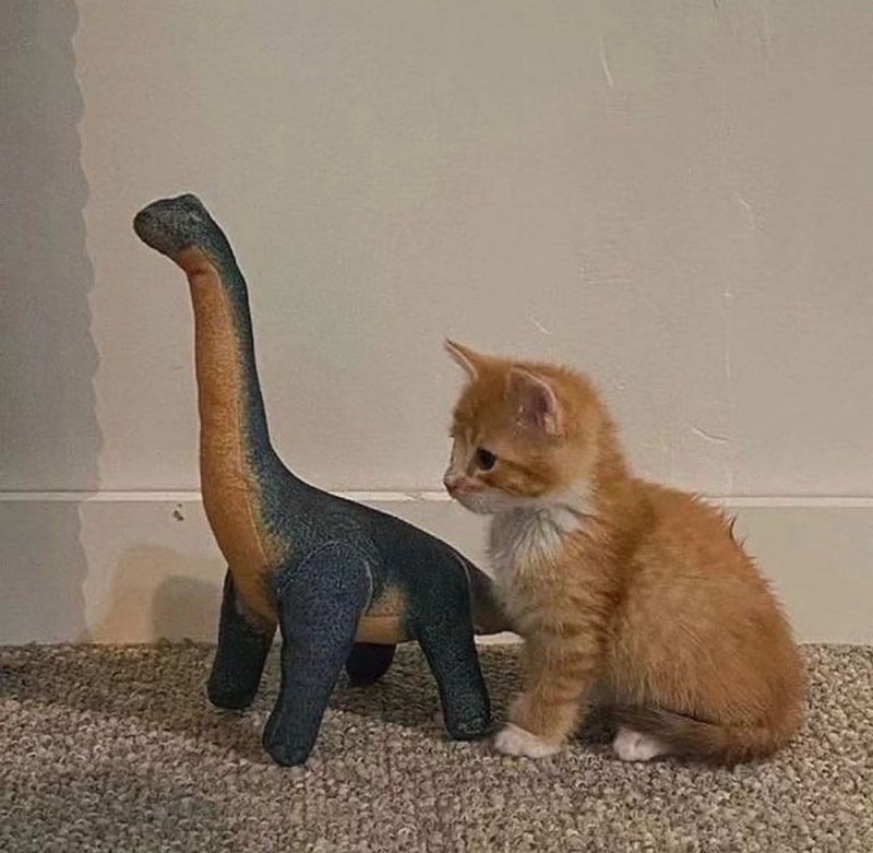 Создать мем: милые котики смешные, игрушки динозавры, брахиозавр