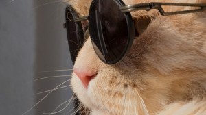 Создать мем: крутой кот, кот в черных очках
