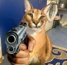 Create meme: caracal meme, Caracal, karakal gosha