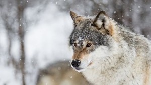 Создать мем: морда серого волка зимой, волк дикий, волк снег