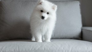 Create meme: Spitz breed, the Japanese Spitz