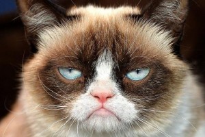 Create meme: grumpy cat, grumpy, gloomy cat