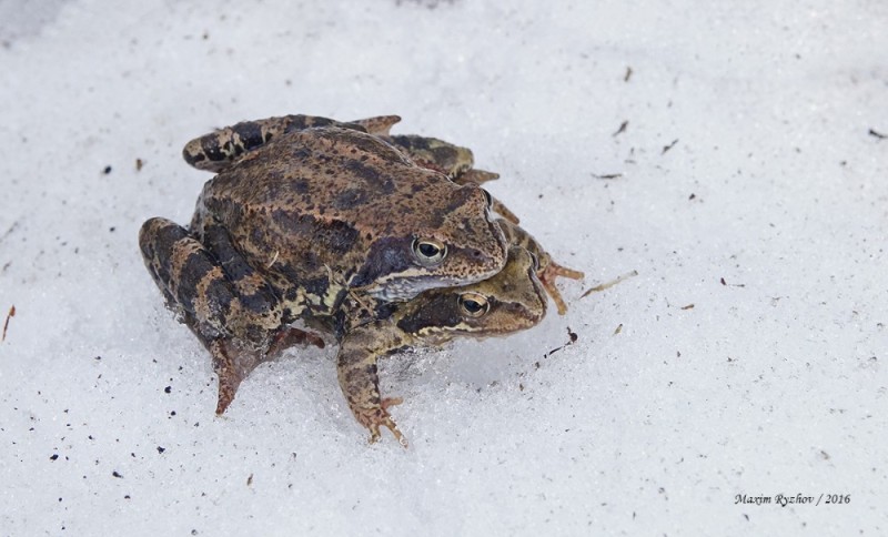 Create meme: grass frogs overwinter, common frog, big frog