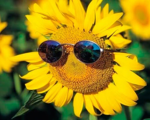 Create meme: sunflowers happiness, ivan drach sonyashnik