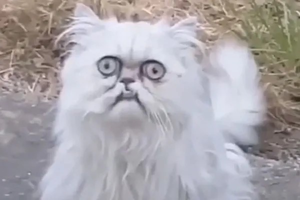 Создать мем: персидская шиншилла вилфред, кот персидский, персидская кошка