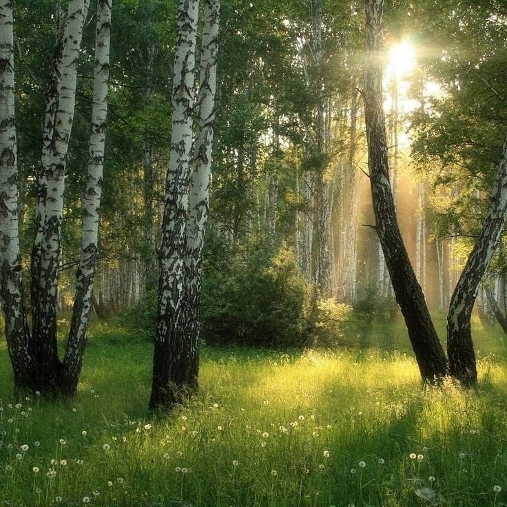 Create meme: morning summer, morning in the birch forest of pokushkeva, nature landscape