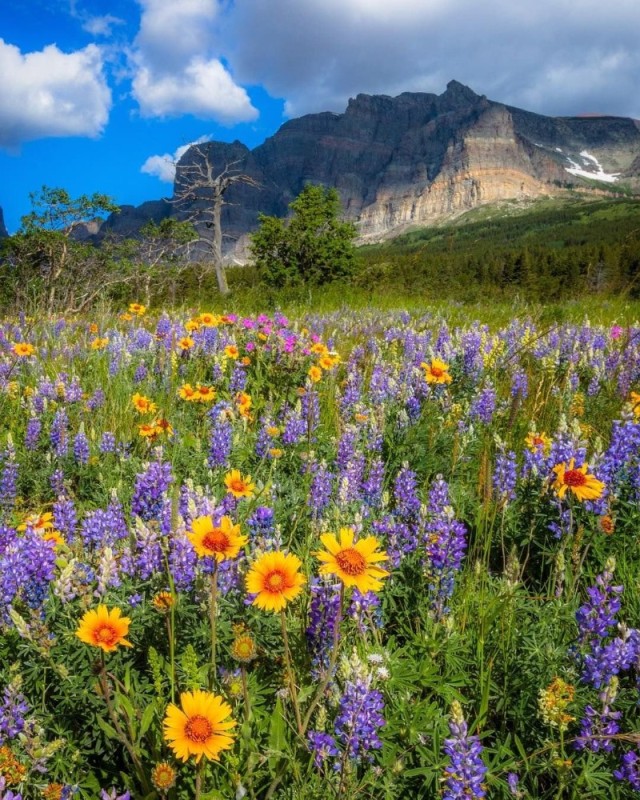 Create meme: landscape mountains flowers, austria yellow meadows, flowering meadow