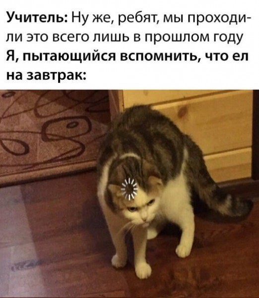 Создать мем: кот, кот юмор, мем кот с загрузкой