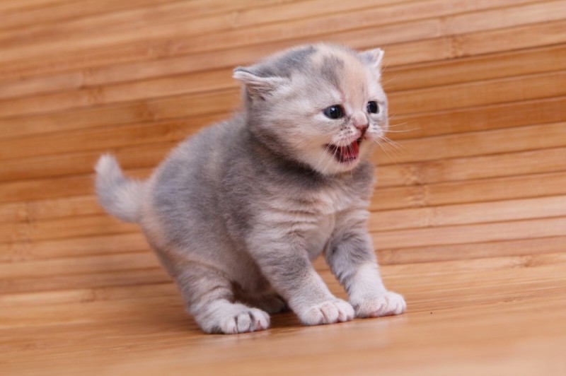Create meme: little cat, British Shorthair kittens, British Shorthair