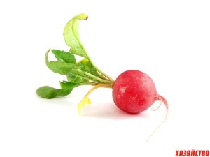 Create meme: radishes, radishes