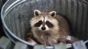 Create meme: animals raccoon, raccoon gargle
