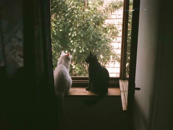 Создать мем: old love yuji, кот, кот на окне