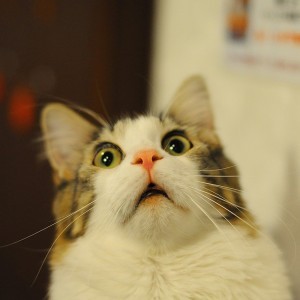 Создать мем: испуганный кот мем, удивленный кот, удивленный кот мем