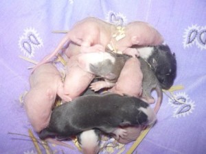 Создать мем: недельные крысята, крыса дамбо новорождённая, крысята дамбо черно белые