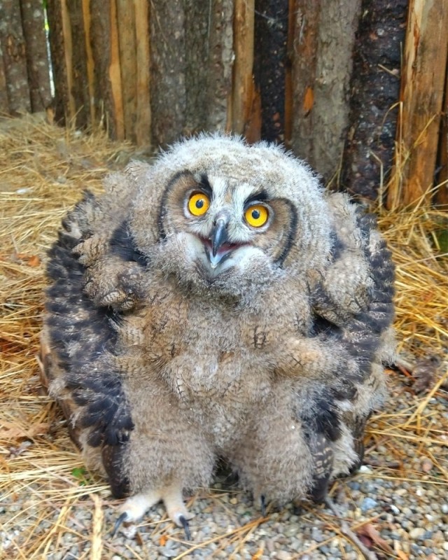 Create meme: chick long-eared owl, the owl's nestling, long-eared owl