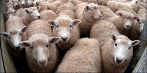 Create meme: sheep, RAM, sheep