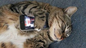 Создать мем: Кот со смартфоном