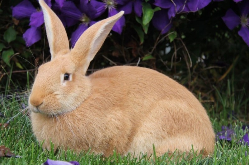 Create meme: rabbit , The rabbit is an adult, Californian rabbit