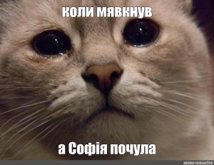 Create meme: meme cat, crying cat, crying cat