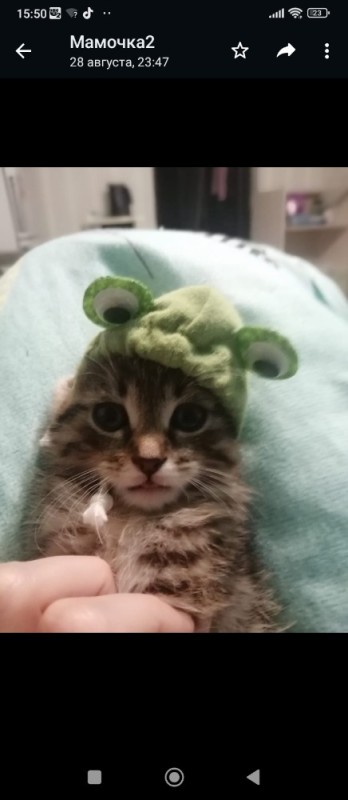 Create meme: the cat in the frog hat, cat Barsik, cat 